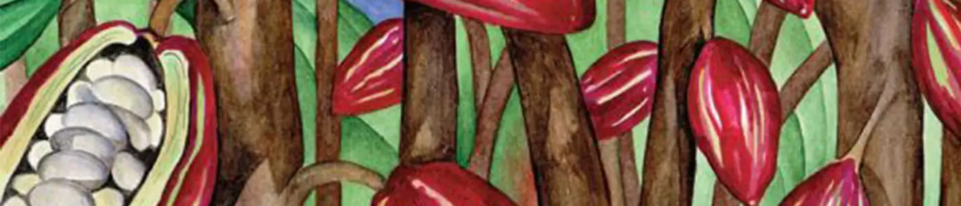 عکس درخت کاکائو