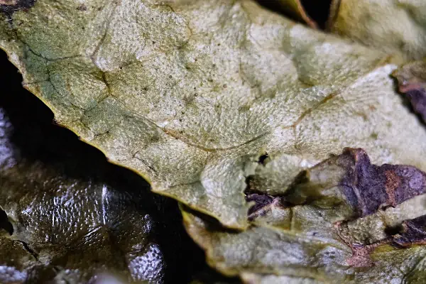 برگ چای سبز