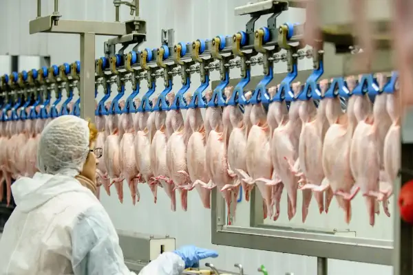 عکس مرغ های کشته شده آویزان بر نوار نقاله در خط کشتار دام و طیور