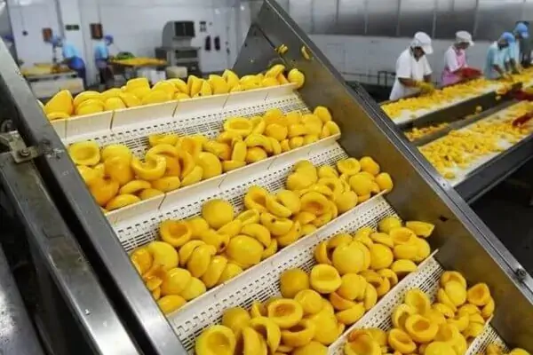 عکس میوه های فراوری شده در خط تولید کمپوت