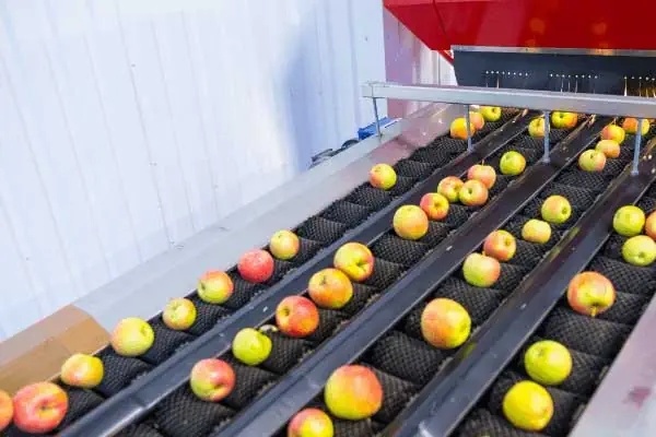 عکس دستگاه سورتینگ میوه