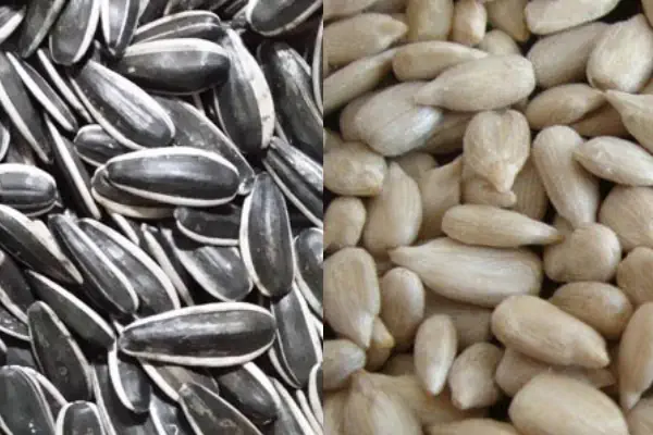 عکس تخمه و مغز تخمه آفتابگردان در کنار هم