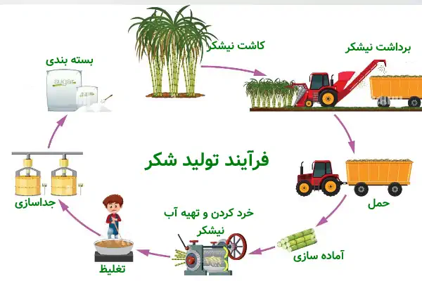 اینفوگرافی فرایند تولید شکر از نیشکر