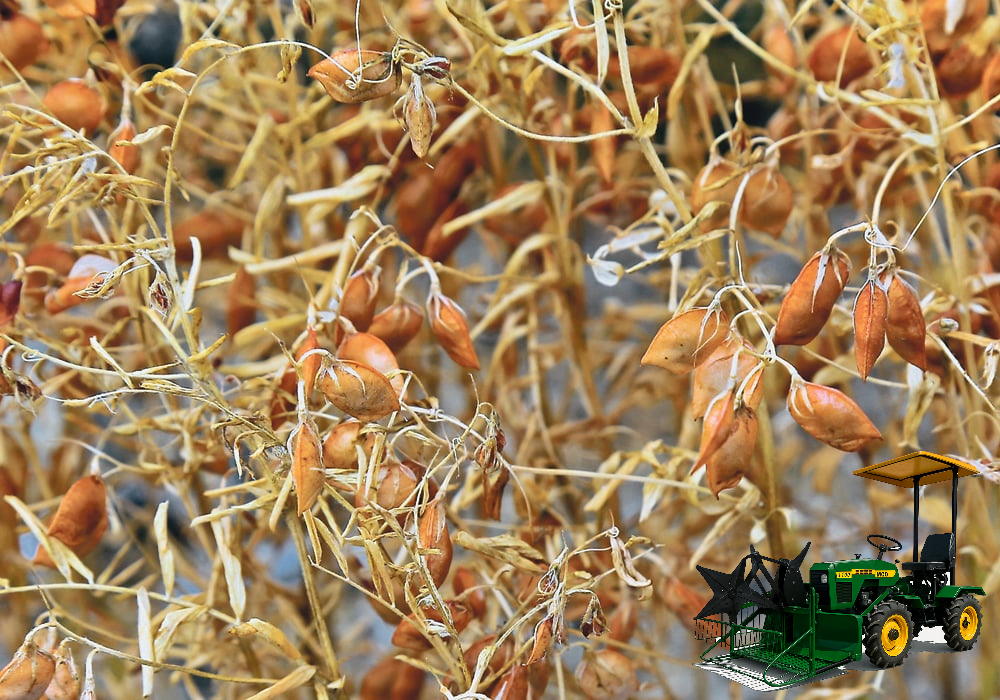 عکس کمباین در کنار مزرعه عدس هاس در حال برداشت