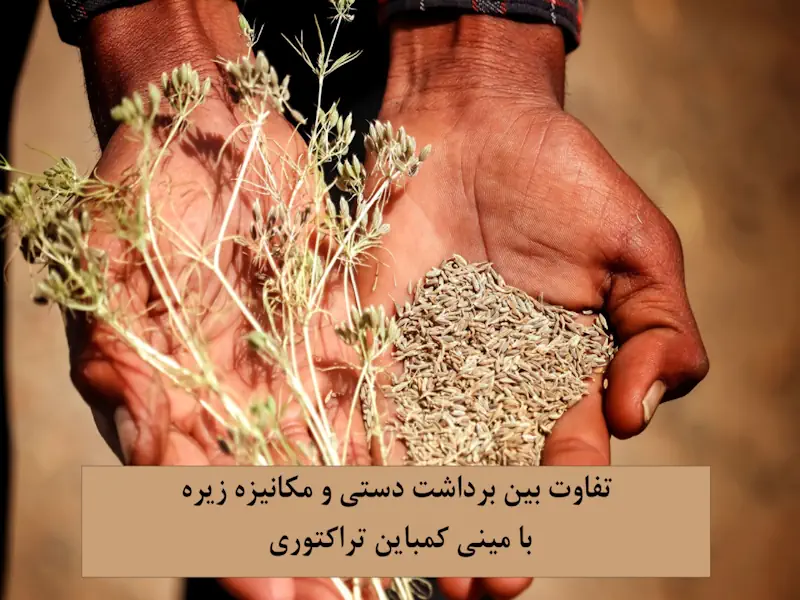 تفاوت بین برداشت دستی و مکانیزه زیره