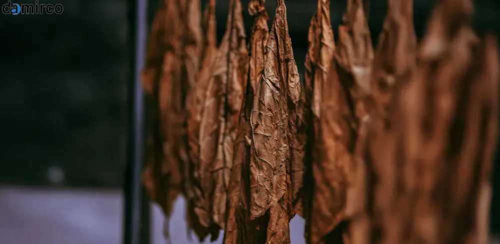 خط تولید تنباکو طعم دار