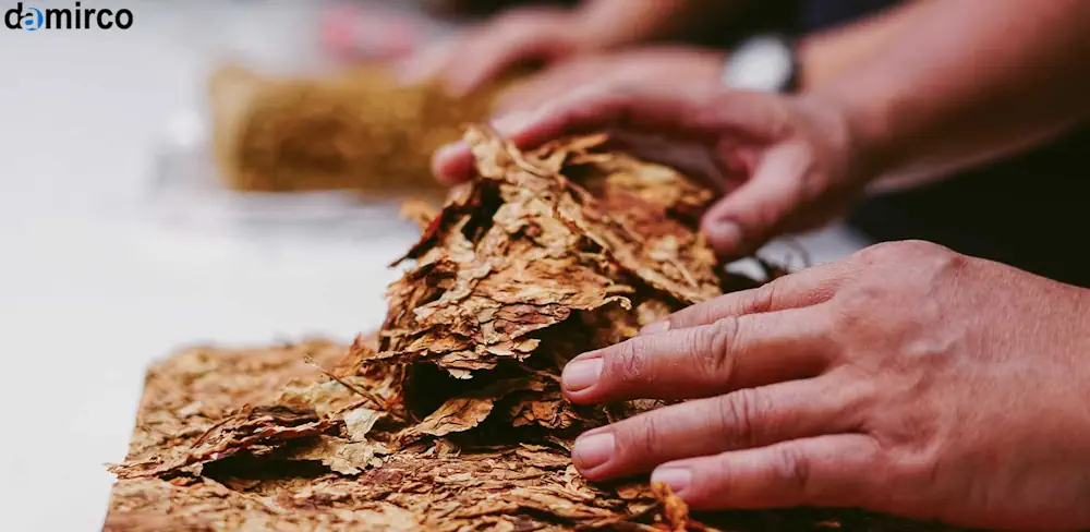 عکس از تنباکو بسته بندی شده در خط تولید