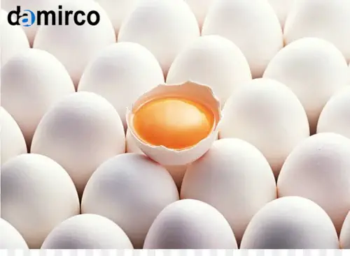 خط تولید تمام اتوماتیک شانه تخم مرغ ساخت چین