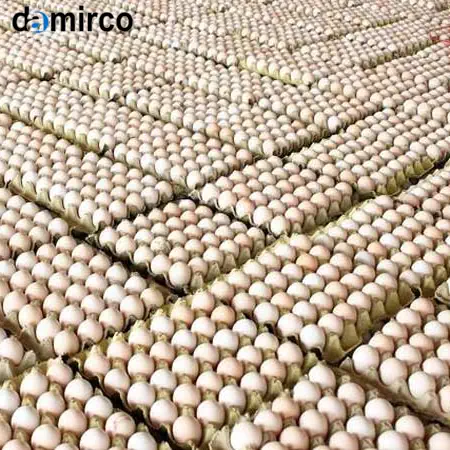 نمایی از یک خط تولید شانه تخم‌مرغ مدرن و اتوماتیک