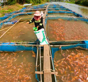 عکس غذا دهی به مزرغه ماهی و آبزیان