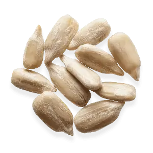 عکس مغز تخمه