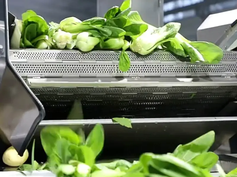 عکس کاهو در خط بسته بندی میوه و صیفی جات