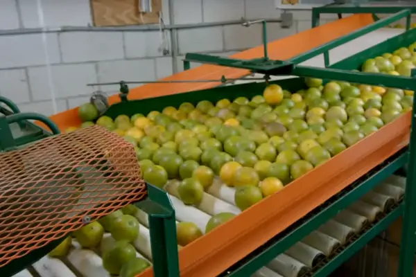 عکس پرتقال های سبز در حین سورتینگ