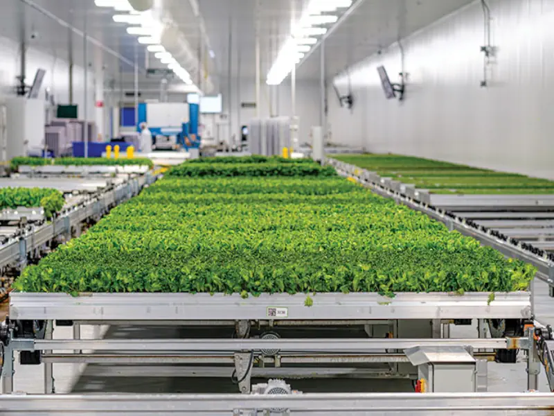 عکس خط تولید سبزی خشک