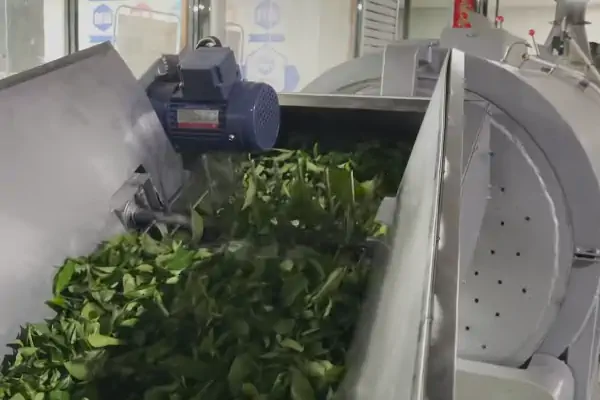 عکس چای سبز در کارخانه