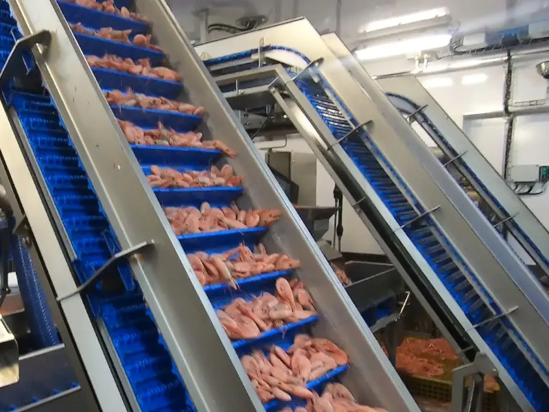 عکس بالابر خط فرآوری میگو