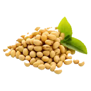 تصویر دانه‌های سویا با کیفیت بالا و طبیعی