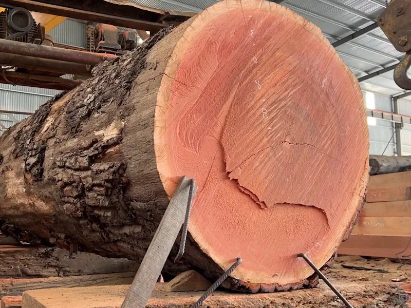 عکس دستگاه برش درخت