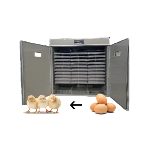 عکس جوجه تازه از تخم درآمده