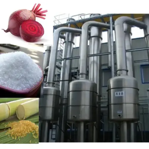 عکس چغندر و شکر سفید و ساقه نیشکر همرا با خط تولید شکر سفید و قهوه ای از نیشکر