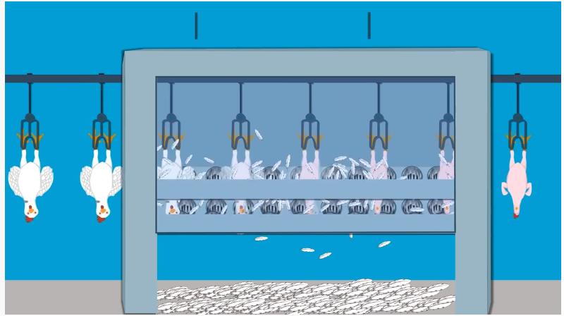 قسمت پرکنی مرغ در کتشارگاه
