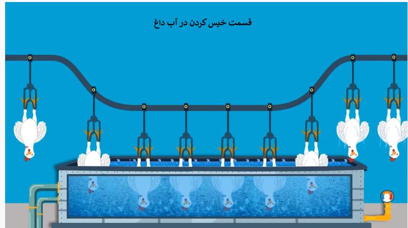 قسمت خیس کردن مرغ با آبجوش در کشتارگاه