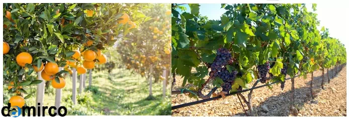 میوه های ابیاری قطره ای 