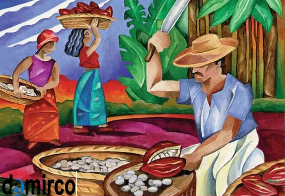 تصویر برداشت-کاکائو 