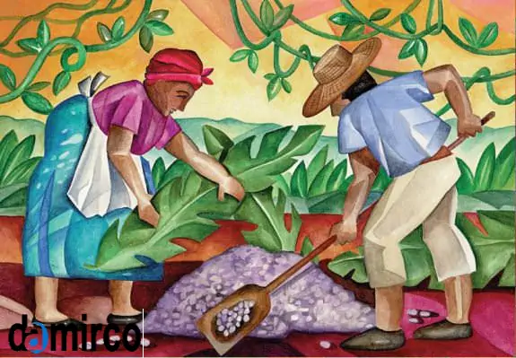 تصویر تخمیر کاکائو