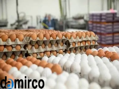 تصویر تخم مرغ قرار داده شده در شانه