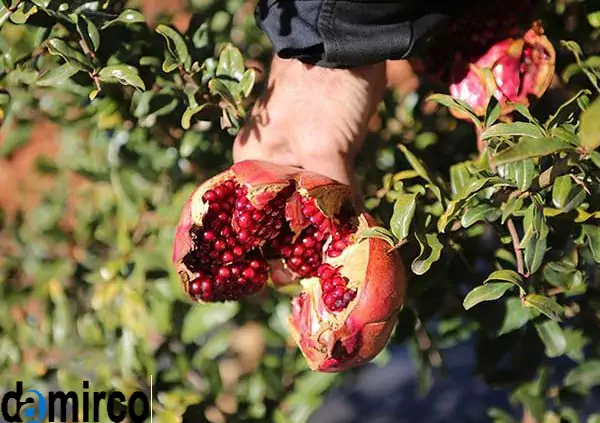 تصویر انار3