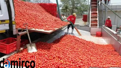 تصویر دریافت کوجه فرنگی در کارخانه